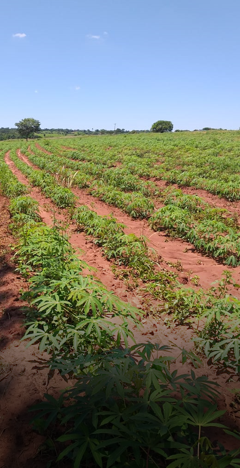 PLantação